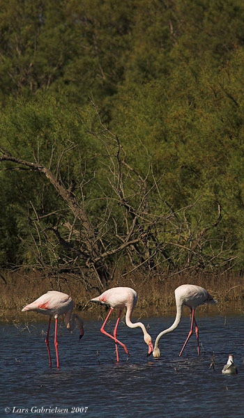 Europisk flamingo