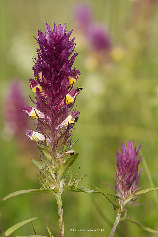 Ager-Kohvede, Melampyrum arvense