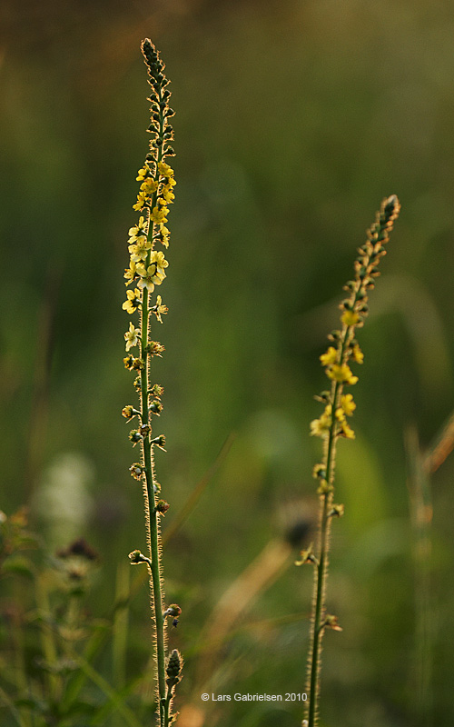 Almindelig agermåne, Agrimonia eupatoria