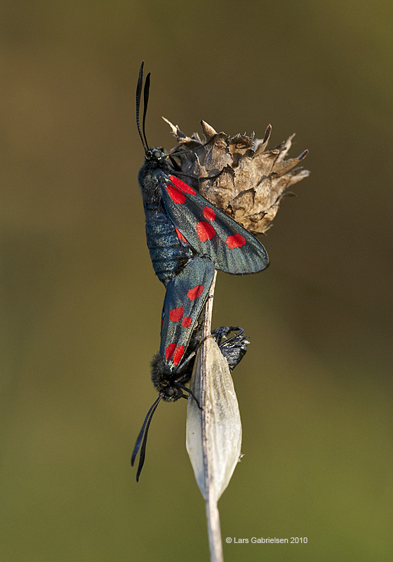 Femplettet Køllesværmer, Zygaena lonicerae, Høvblege, Møn, 09.07.10