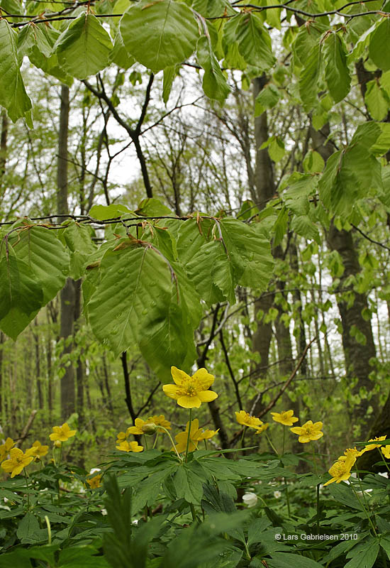 Gul anemone