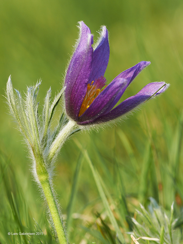 Opret kobjælde, Pulsatilla vulgaris