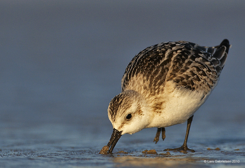 Sandløber, Calidris alba