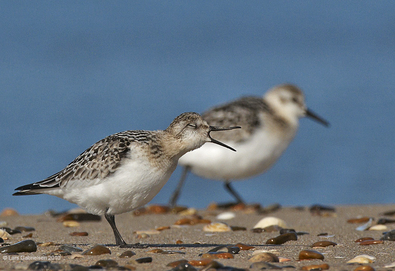 Sandløber, Calidris alba