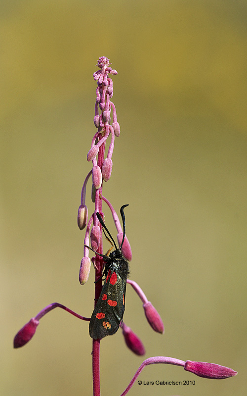 Seksplettet køllesværmer, Zygaena filipendulae