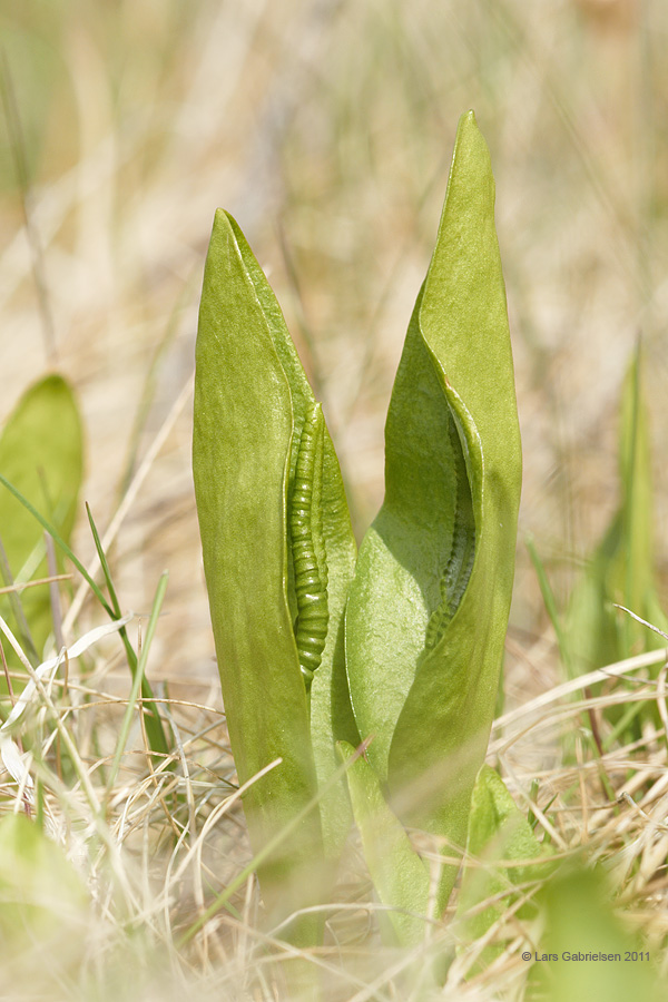 Slangetunge, Ophioglossum vulgatum