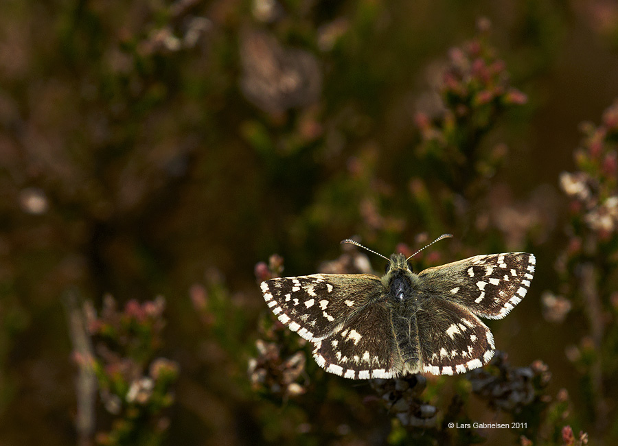 Spættet bredpande, Pyrgus malvae