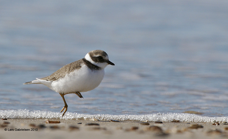 Stor præstekrave, Charadrius hiaticula