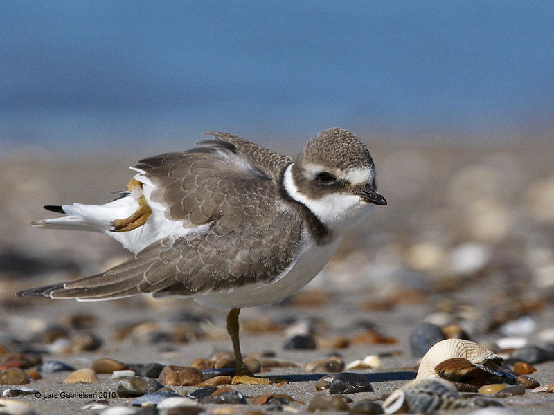 Stor præstekrave, Charadrius hiaticula