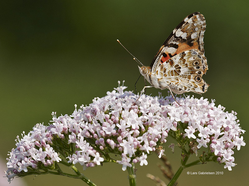 Tidselsommerfugl, Vanessa cardui