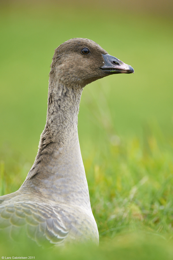 Kortnæbbet gås, Anser brachyrhynchus